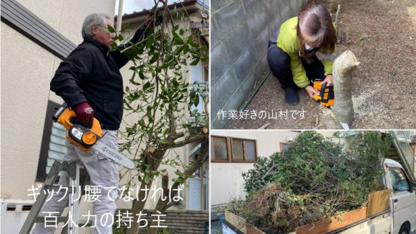庭木の伐採に奮闘୧( ˃◡˂ )୨