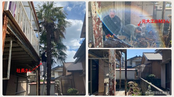 屋根より高いシュロの木！