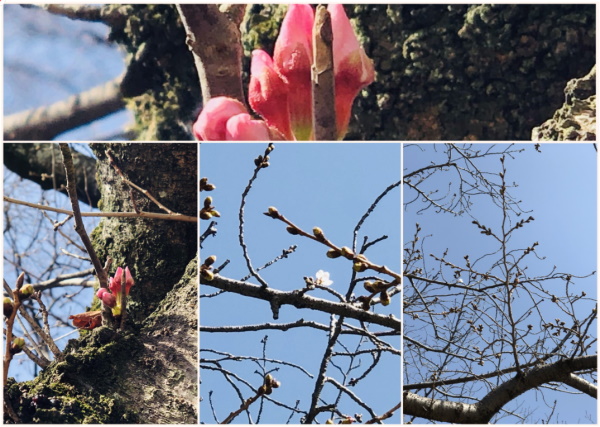 コロナウイルスの終息祈願も兼ねて
